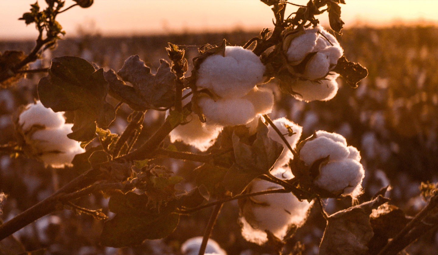 sustainability Cotton