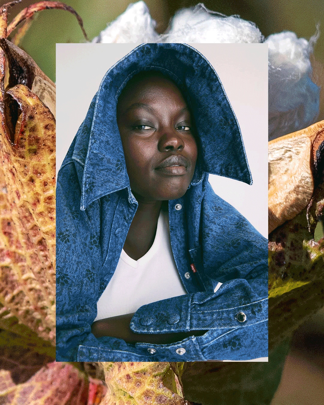 トランジショナルコットン